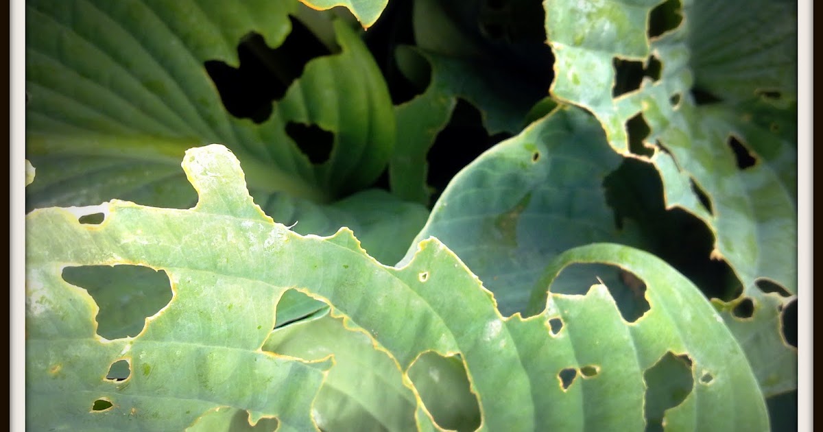 Zoals de dingen gaan: Hosta oftewel slakkenvoer