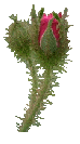 Rosebud