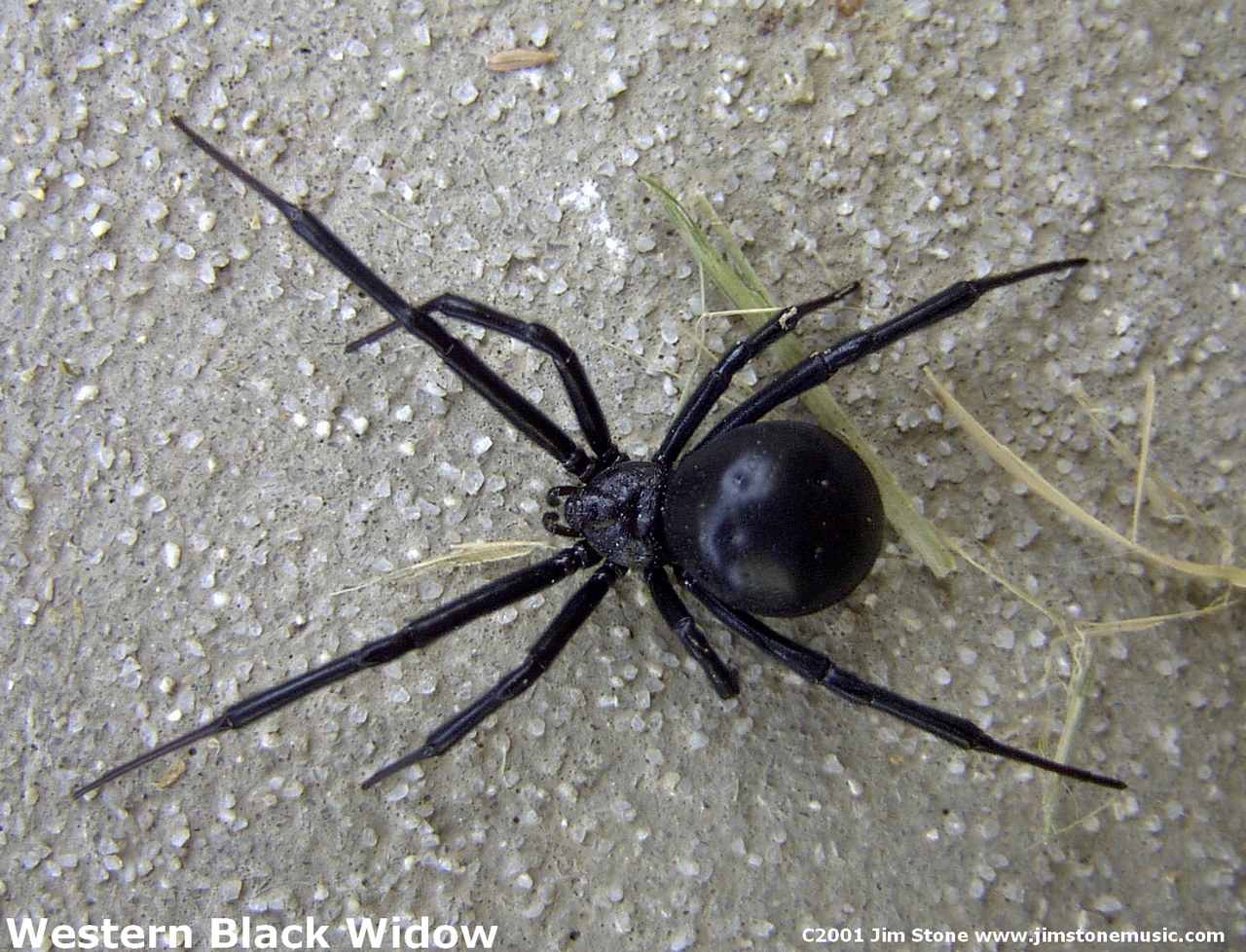 Black Widow Spider