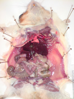 Online Biology Guru: DISSECTION OF THE DIGESTIVE SYSTEM