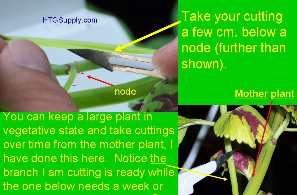 HTGSupplys Ask The Doc THE MOTHER PLANT clone kit set up