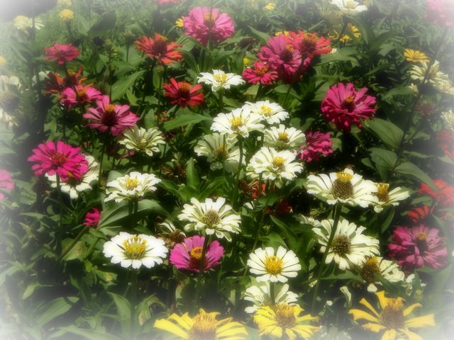 [flowers.jpg]