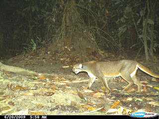 CHAT BAI - Catopuma badia Bay+cat