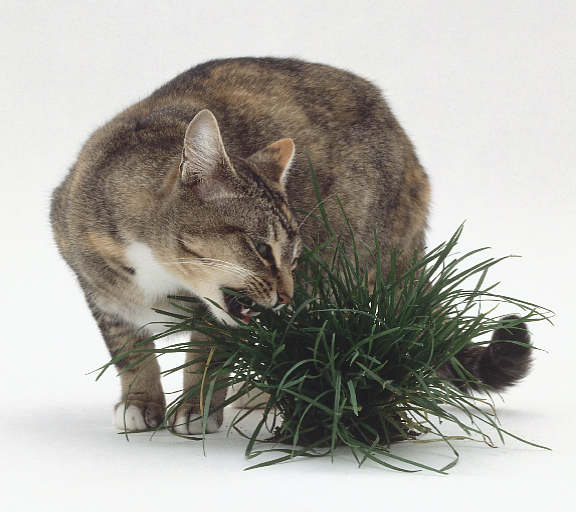 [cat.JPG]