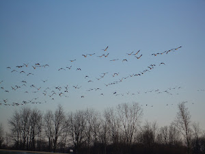 Geese on Huron Road!