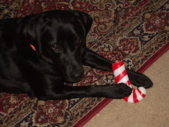 Pearl and her Candy-cane toy!