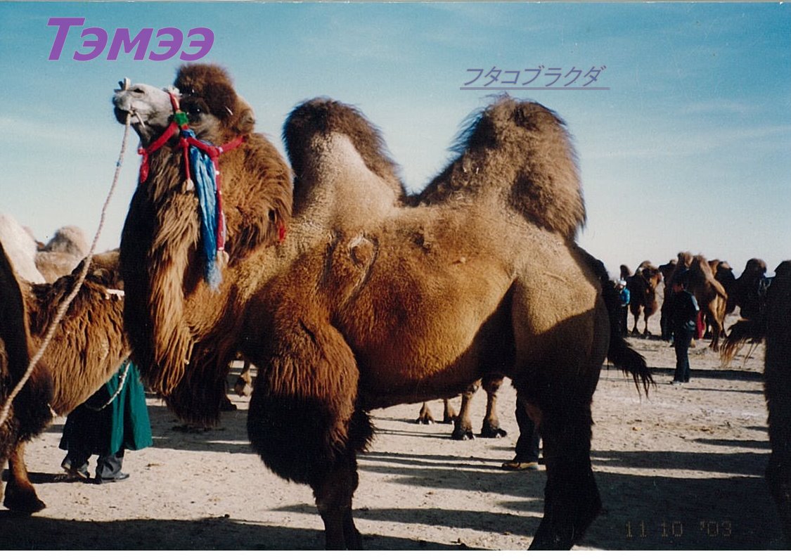 [img-Y12163911-0001.jpgラクダ2.jpg]