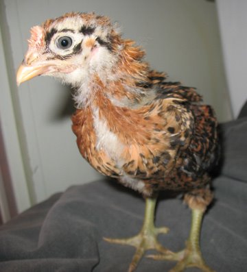 [Geno+Buttercup+3.5+weeks.jpg]