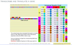 Transcribe/translate DNA to RNA to a protein (Univ. of Utah)