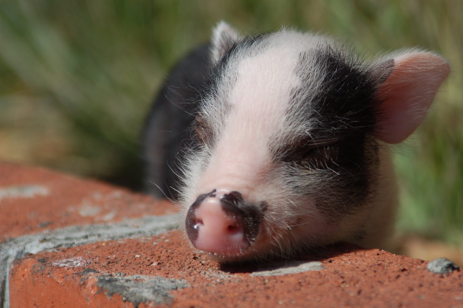 Teacup Potbelly Piglets