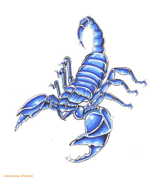 Scorpion Tattoo Designs scorpion tattoo design. Scorpion Tattoo Designs