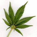 [marijuana.jpeg]