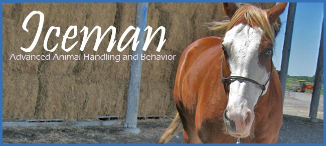 Iceman in Advanced Animal Handling and Behavior