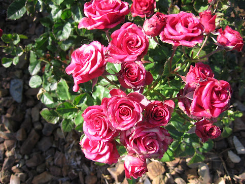 Pink Roses in the Backyard