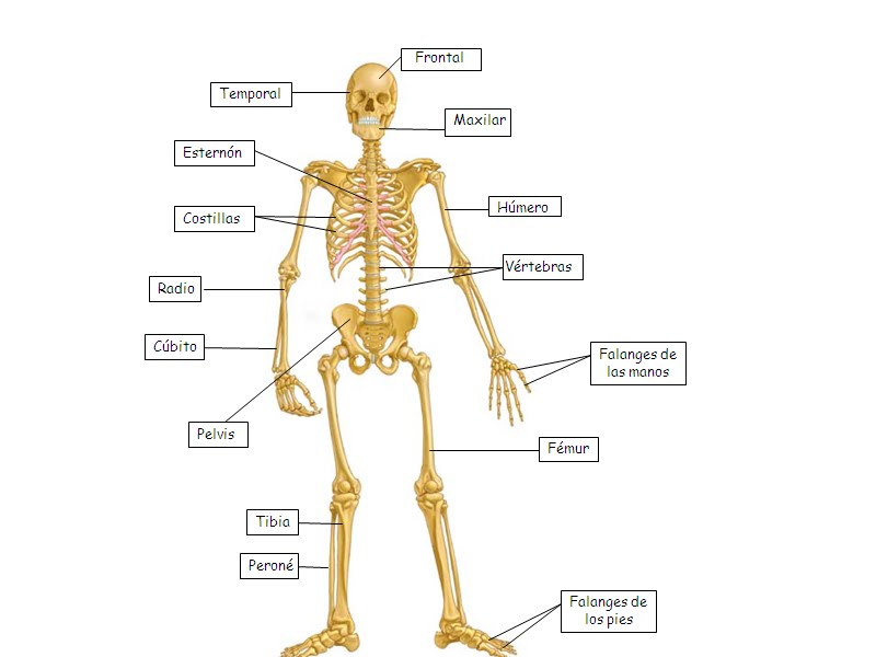 Esqueleto+Humano+Con+Sus+Nombres Esqueleto del cuerpo humáno y sus partes para niños - Imagui