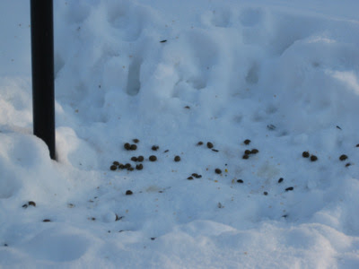 Bunny Birdseed