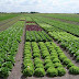 Propuesta de Plan Estratégico para la Agricultura Orgánica Chilena 2010-2020