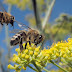 Abejas: ¿Por qué están en peligro de extinción?