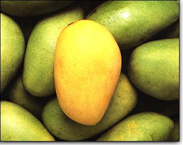 BUDIDAYA MANGGA - INDAHNYA BERBAGI