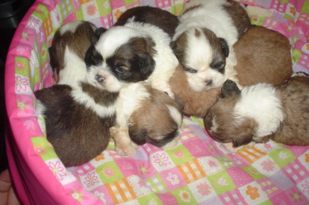 Cachorros+fofos