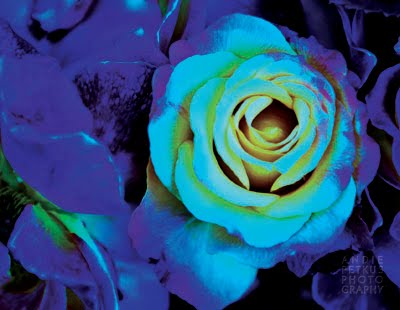 Andie's Photo Blog: Blue Roses