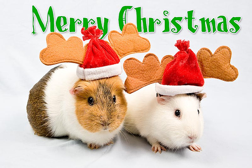 Funny Christmas Animal Funny Christmas Animal