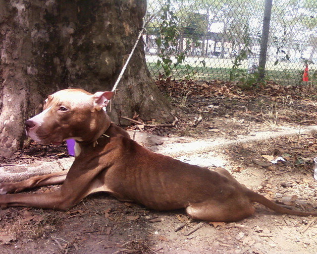 From the Desk of Ed Boks Tethering dogs is a form of abuse that