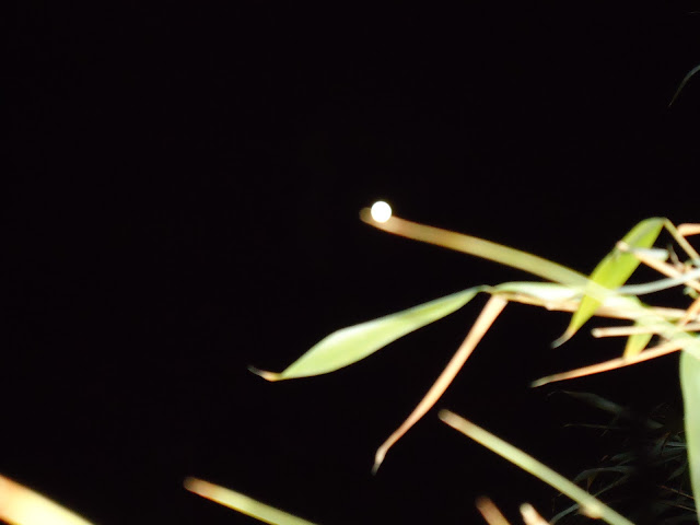 Astonishing! Orb actually projects light onto a Bamboo leaf! 2011+034