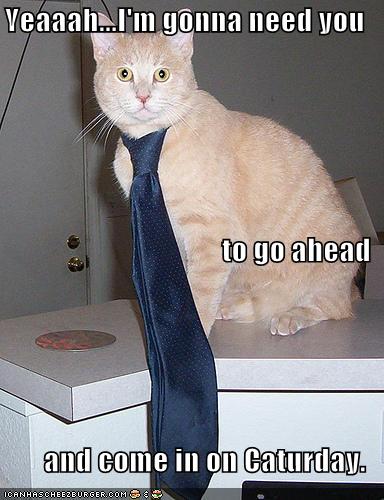 [office+lolcat.jpg]
