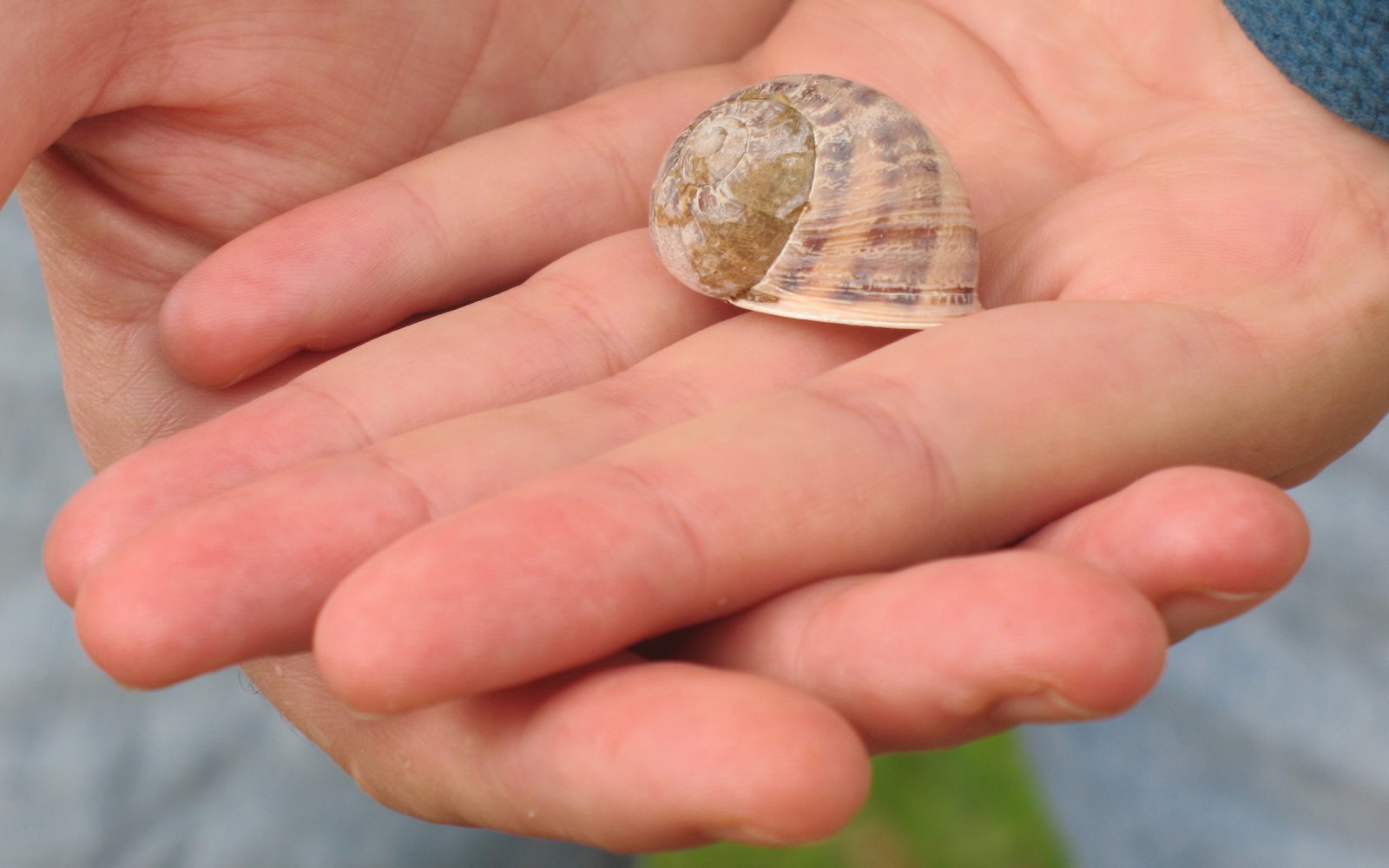 [sofis+snail+shell.jpg]