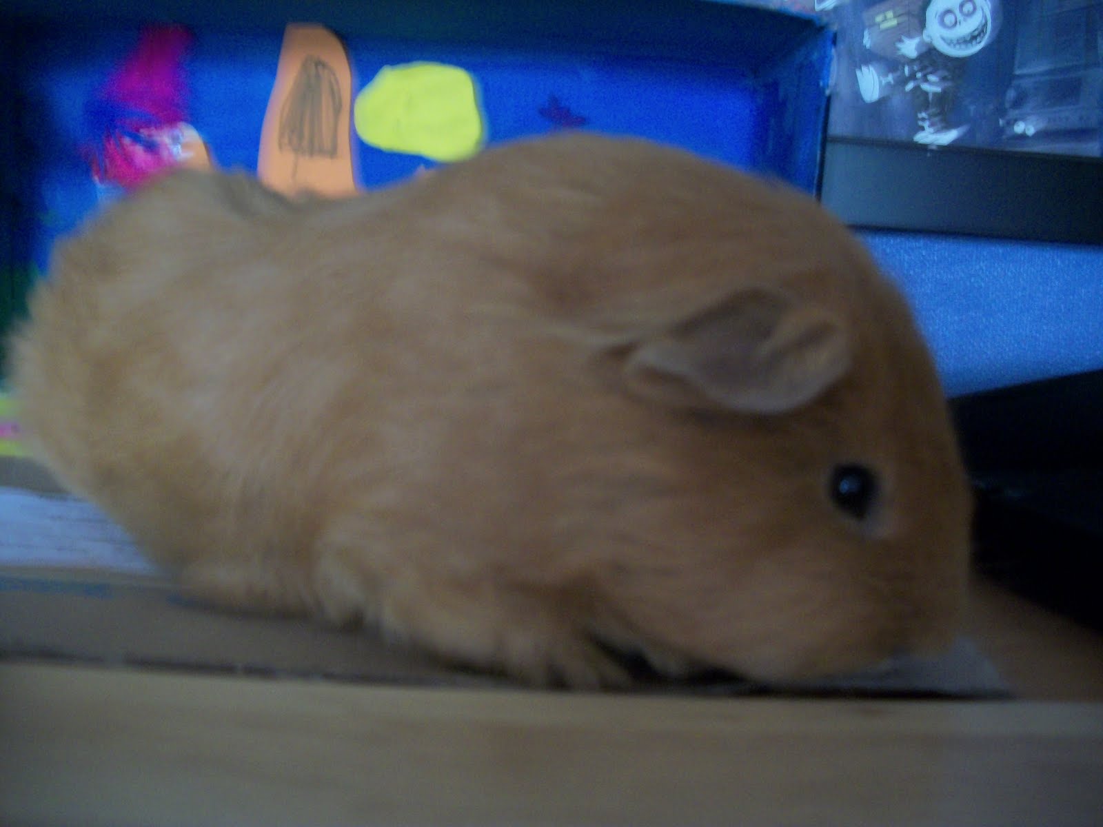 Bosco Cavy Rescue