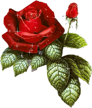 ROSAS ROJAS !!!