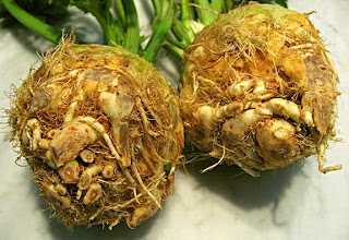 Celery Root Celery Root