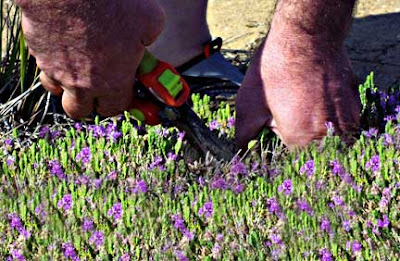 Harvesting Wild Thyme Harvesting Wild Thyme
