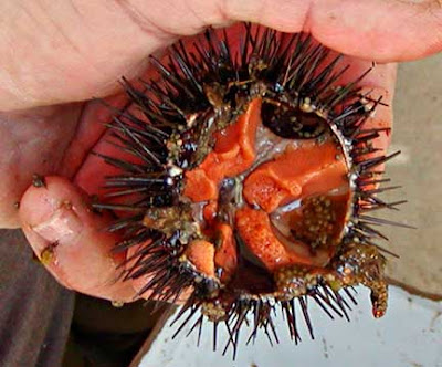 Seas Urchin