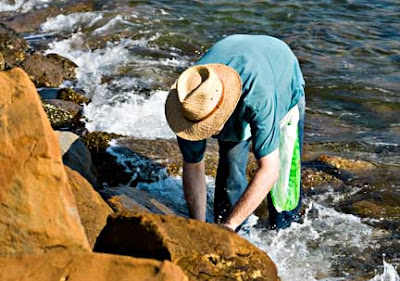 Gathering Limpets Gathering Limpets