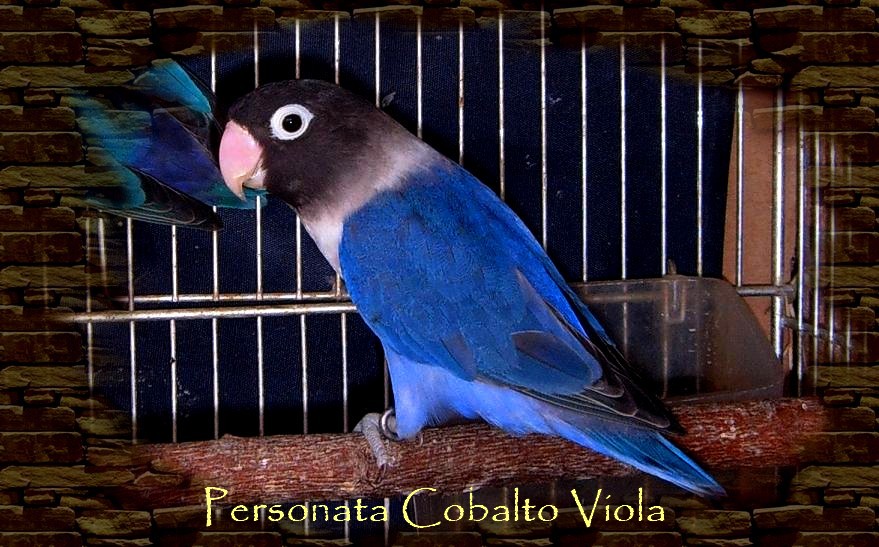 [PERSONATA+VIOLA.JPG]
