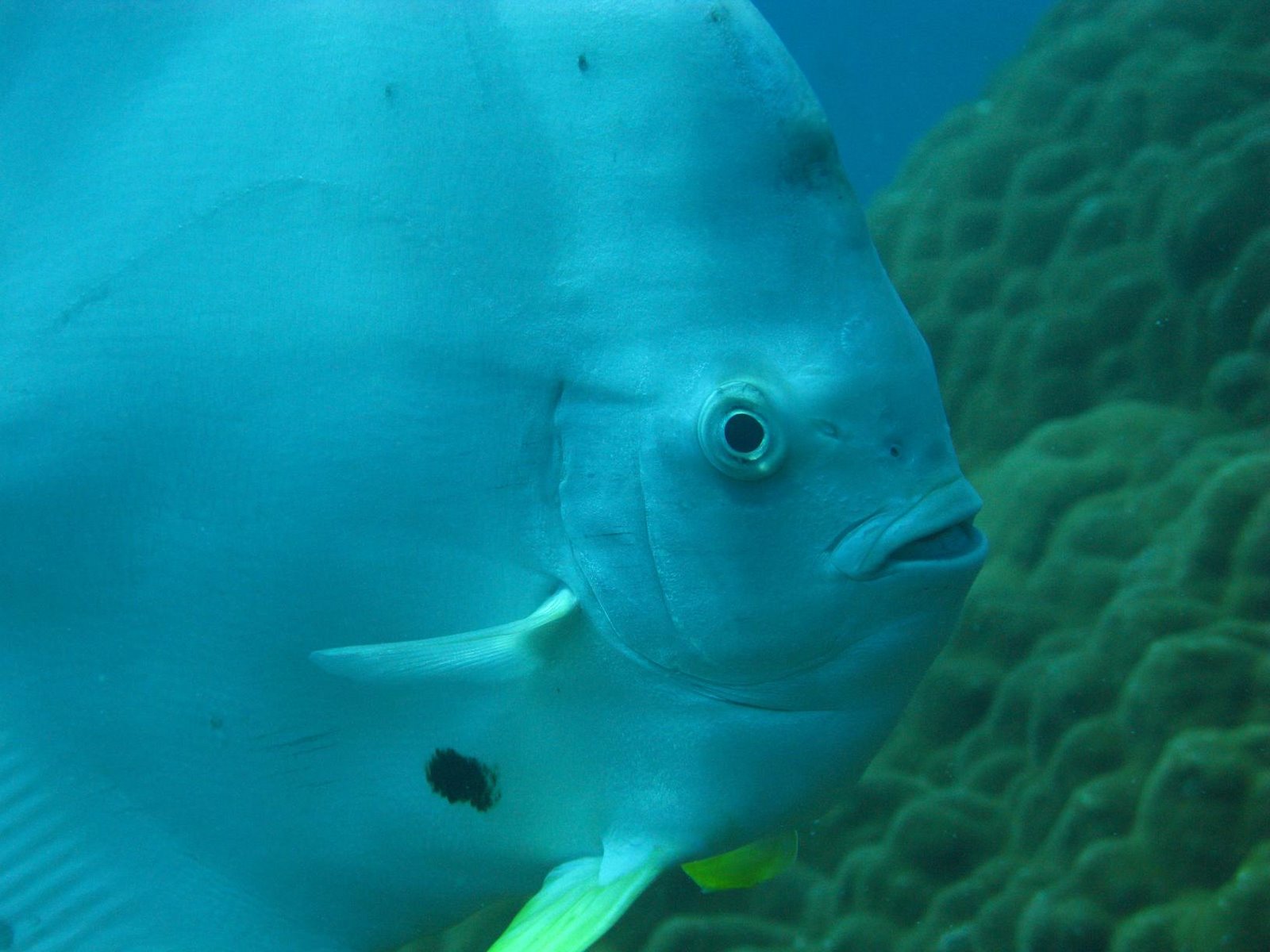 [batfish.JPG]