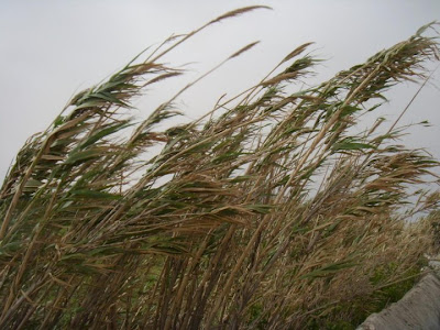 Canne_al_vento.jpg