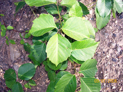poison ivy plant images. poison ivy plants pictures.