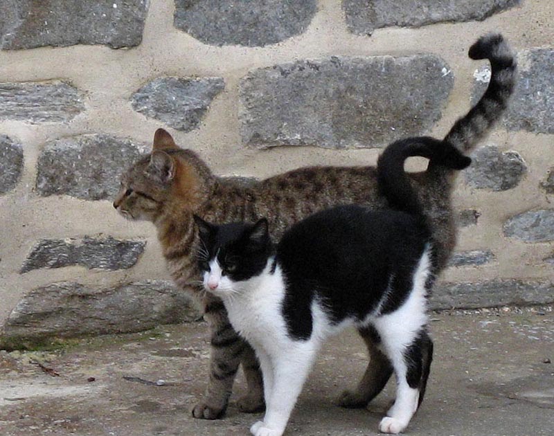 All about cats Why do cats rub against things and people?