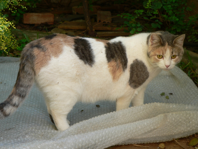 All about cats Is your cat fat or skinny?