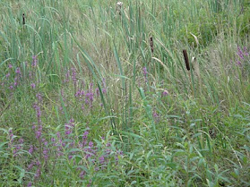 At the Marsh