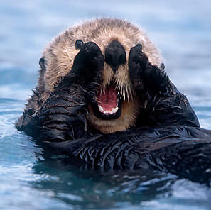 [Bild: sea-otter-noooo.jpg]