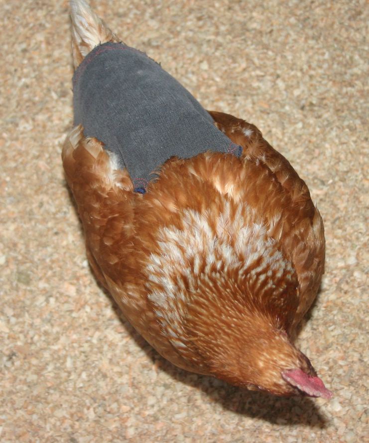 Life on a Back Road A Homemade Life Chicken Saddles!