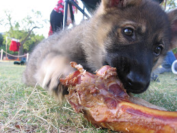 Sparrow at 8 weeks, Shakespeare in the Park