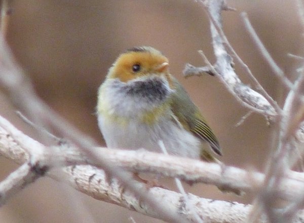 [rufous-faced+warbler+3.JPG]