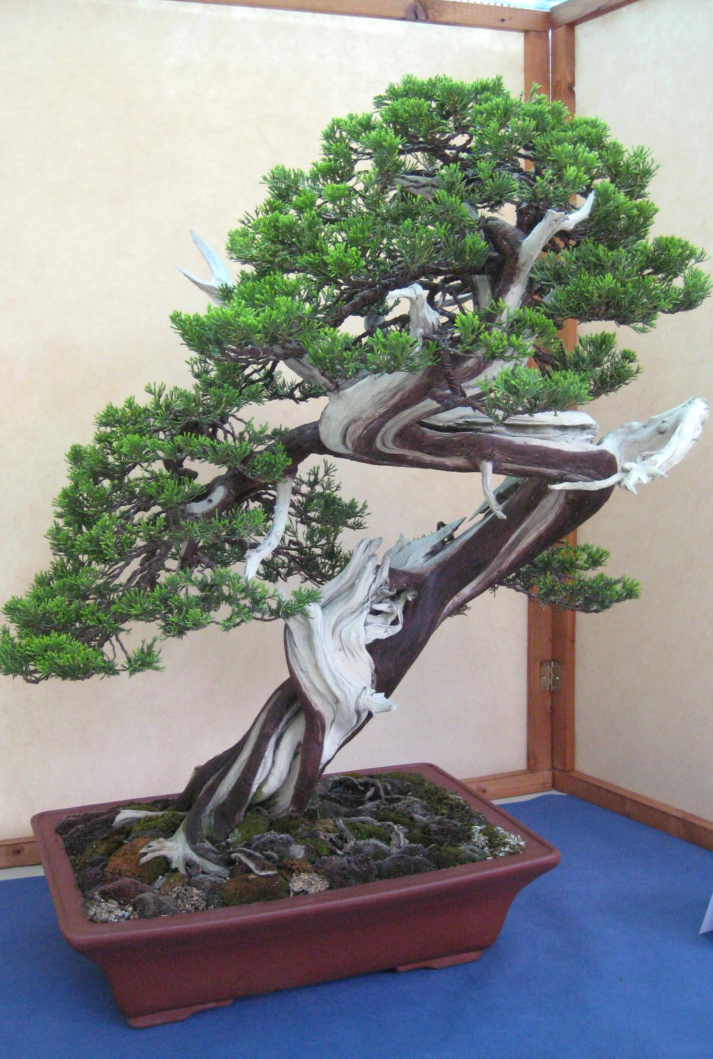 [bonsai+ginepro.jpg]
