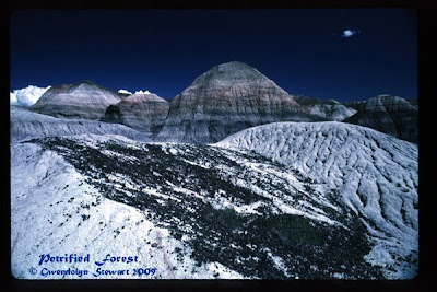 Photograph of THE PETRIFIED FOREST by GWENDOLYN STEWART, c. 2009; All Rights Reserved