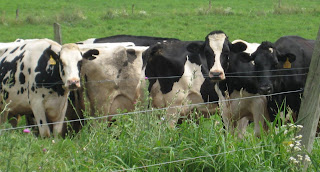cows at Ronnybrook Farm